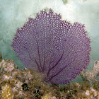 Common (purple) Sea Fan
