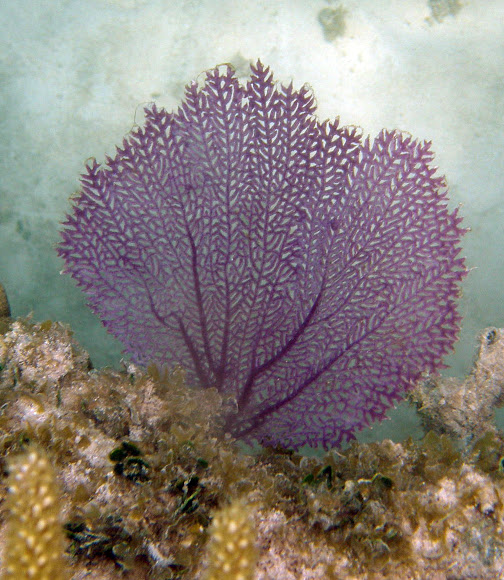 Red-Orange Sea Fan Coral - Echinogorgia SP - (1 seafan approx. 5