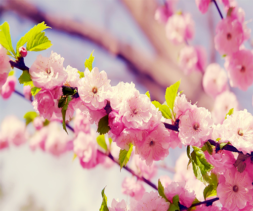 Beautiful Sakura Wallpaper