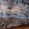 Mycelium (spawn)