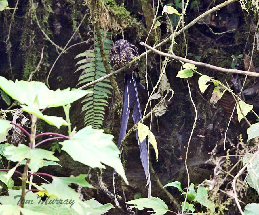 Lyre-tailed Nightjar