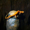 Spotted cave salamander