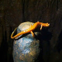 Spotted cave salamander
