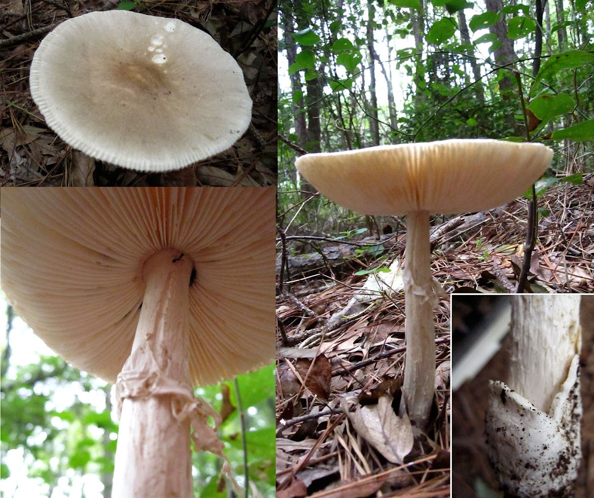 unknown Amanita mushroom