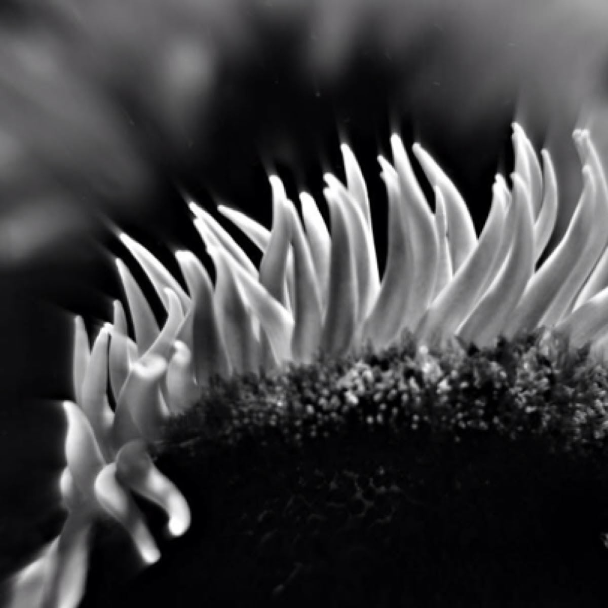 Sea anemonie