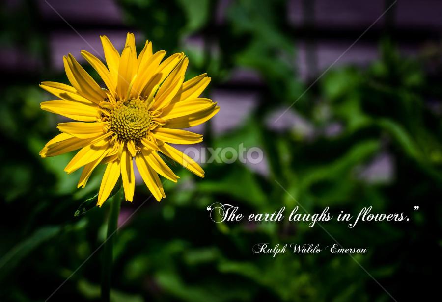 Quotes About Yellow Flowers Yellow Flower | Quotes & Sentences | Typography | Pixoto