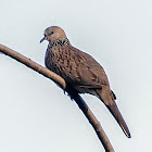 Spotted Dove