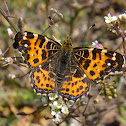 European map butterfly (spring brood)