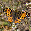European map butterfly (spring brood)