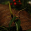 Indian Green Stick Insect