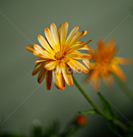 Wildflowers in bloom by Brent Morris - Flowers Flowers in the Wild