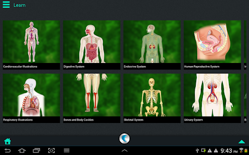 Human Body Anatomy by WAGmob