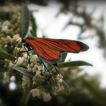 Moths from Salta province (Argentina). Polillas de la Provincia de Salta.