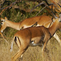 Impalas (and Red-billed Oxpeckers)