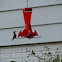 Ruby-throated Hummingbird - female