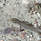 Gila spotted whiptail