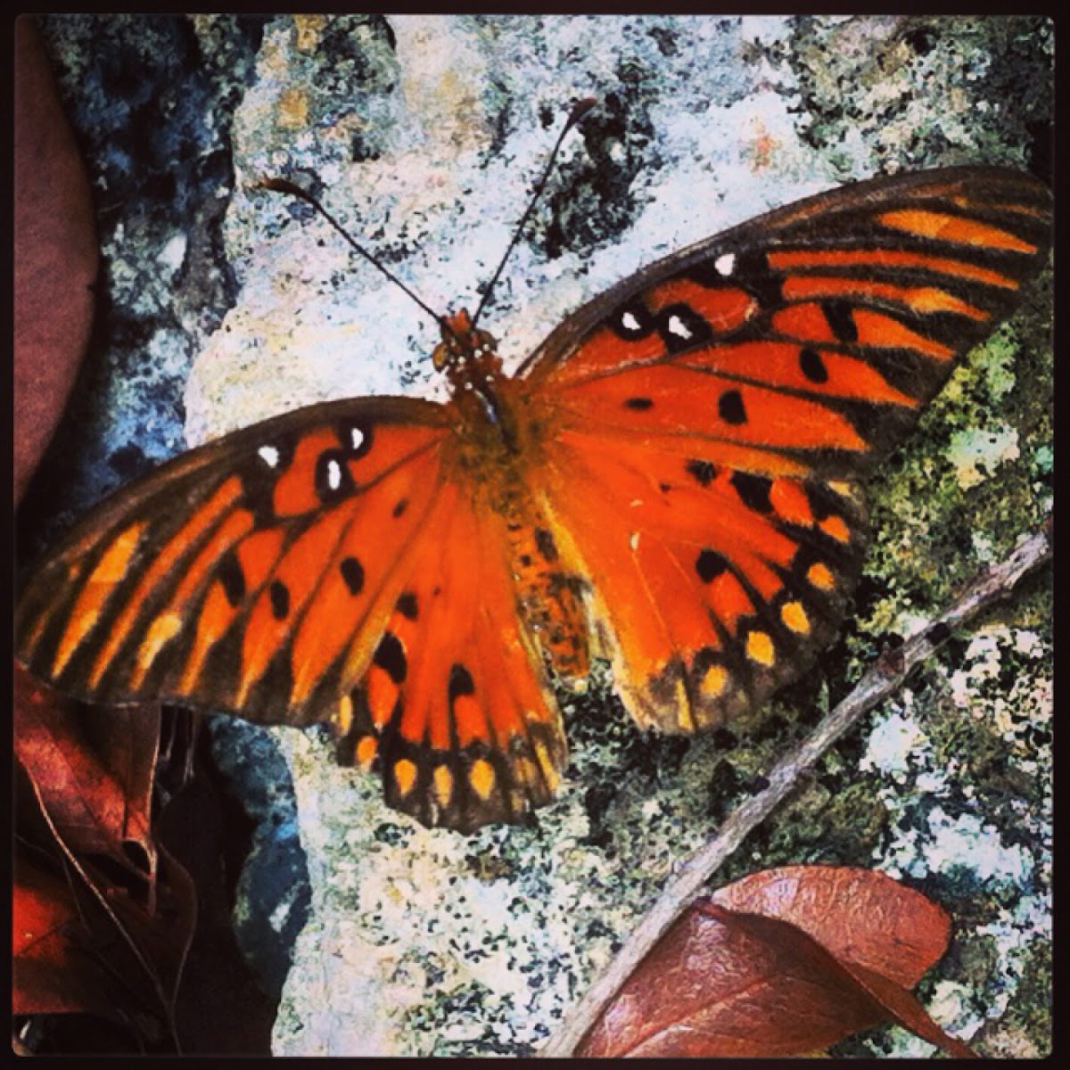 Gulf Fritillary Butterfly