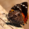Blomfild's Beauty, Bark Wing Butterfly