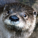 Otter Wallpapers mobile app icon