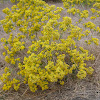 Grass-leaved Goldenrod or Flat-top Fragrant Goldenrod