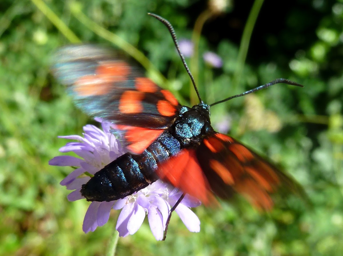 Six-spot Burnet Moth / Livadna ivanjska ptičica