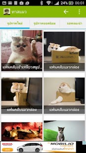 How to download ทาสแมว รูปภาพแมว แมวชื่อดัง lastet apk for laptop