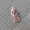 Unknown Acleris Tortricid