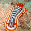 Magnificent Nudibranch