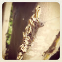 Ermine moth caterpillar (spinselmot)