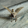 Daphnusa hawk moth