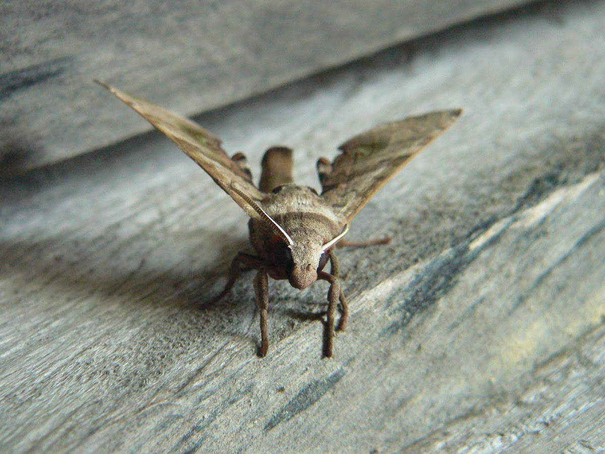 Daphnusa hawk moth