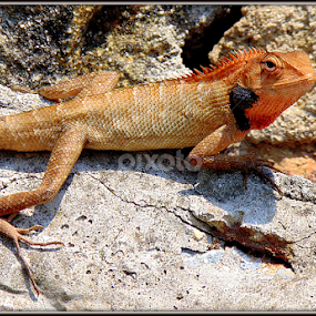 Hide & Seek  by Subhadeep Das - Animals Reptiles
