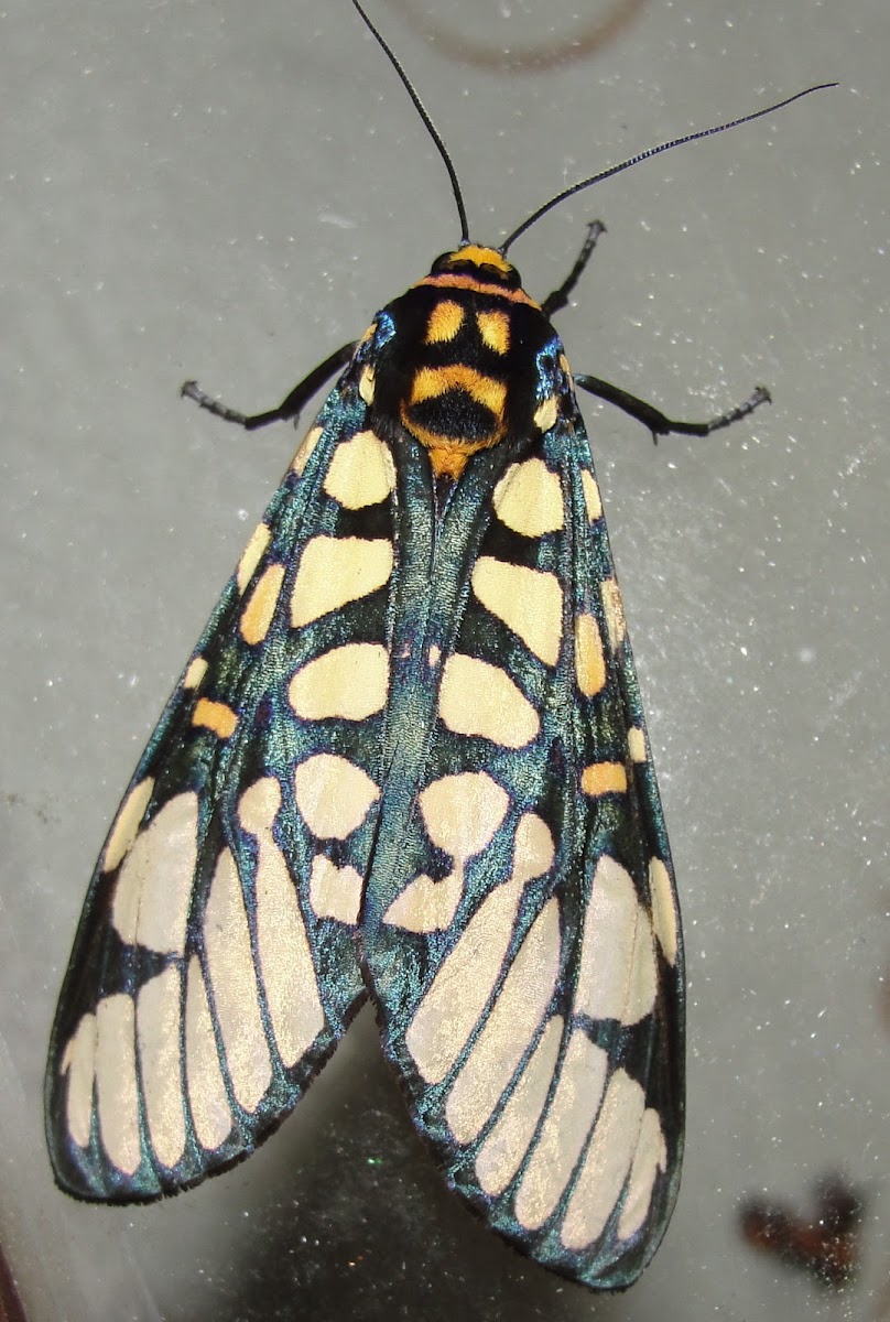 Arctiid  Moth