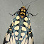 Arctiid  Moth