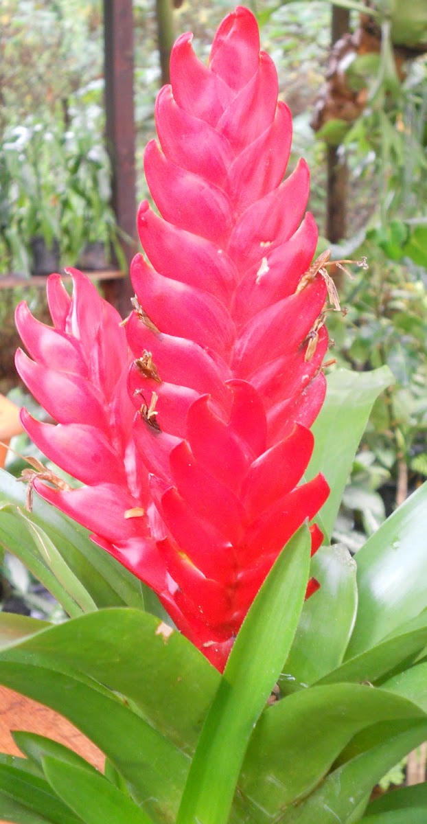 Bromelia