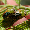 Acacia Leaf Beetle ( Calomela -1)