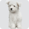 Training Your Dog logo