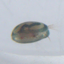 Ostracodos de agua dulce de Columbia