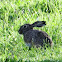 European hare, liebre común