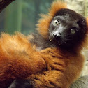 Red-ruffed Lemur
