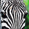 Plain Zebras