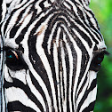 Plain Zebras