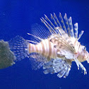 Red lionfish