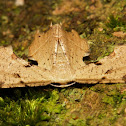 Epiplemiine Moth