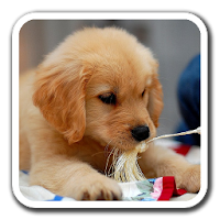 こいぬがみ 子犬のライブ壁紙 Androidアプリ Applion