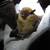 Dark winged bat