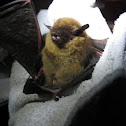 Dark winged bat