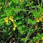 Partridge Pea (Dwarf Cassia, Locust Weed)
