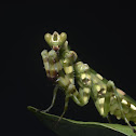 Banded Flower Mantis