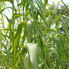 Variegated giant reed